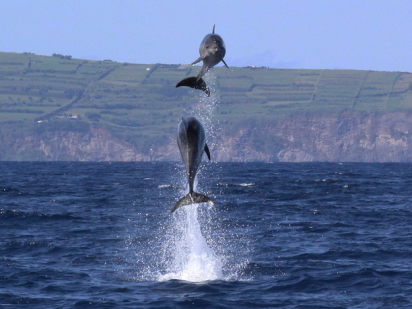 Whale conservation holiday in the Azores