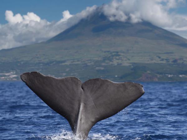 Whale conservation holiday in the Azores