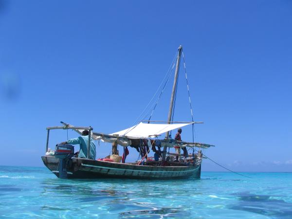 Whale Shark conservation holiday in Tanzania