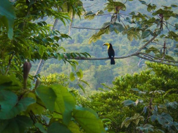 Conservation volunteering in Belize