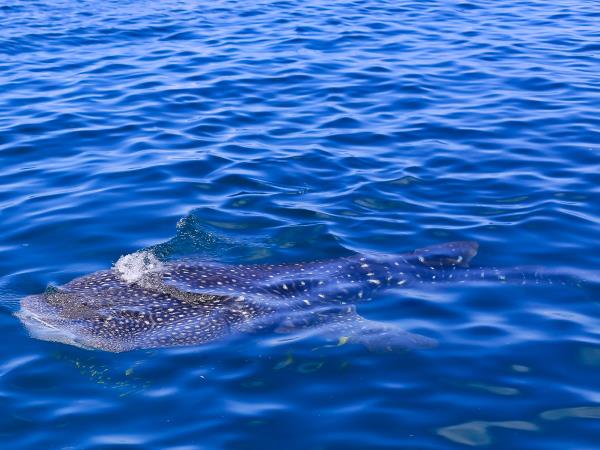 Whale Shark conservation holiday in Tanzania