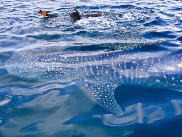 Whale Shark conservation holiday in Tanzania