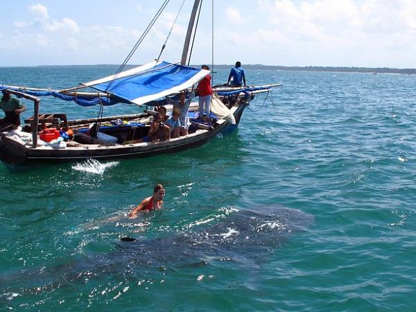 Whale Shark conservation holiday in Tanzania