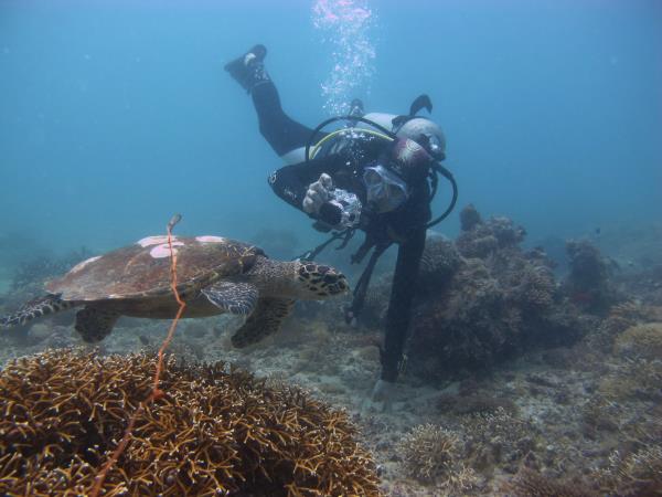 Whale Shark conservation holiday in Tanzania