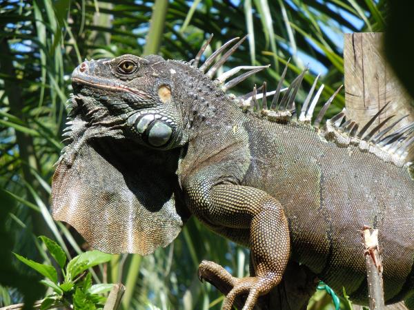 Conservation volunteering in Belize