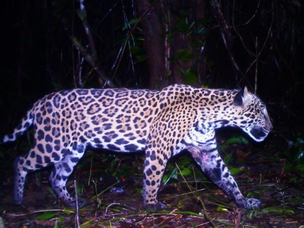 Conservation volunteering in Belize