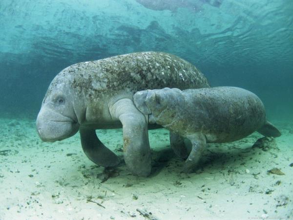Conservation volunteering in Belize