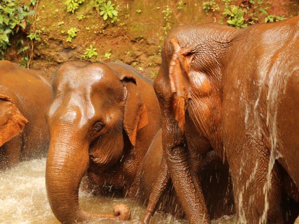 Elephant conservation holiday, Cambodia