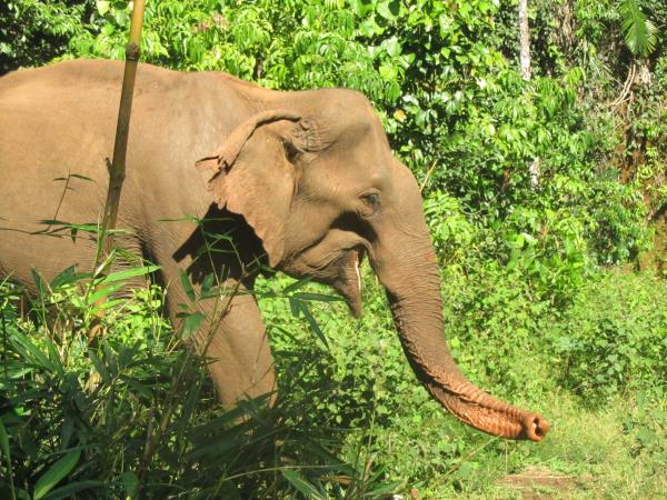 Elephant conservation holiday, Cambodia