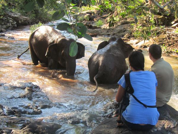 Elephant conservation holiday, Cambodia
