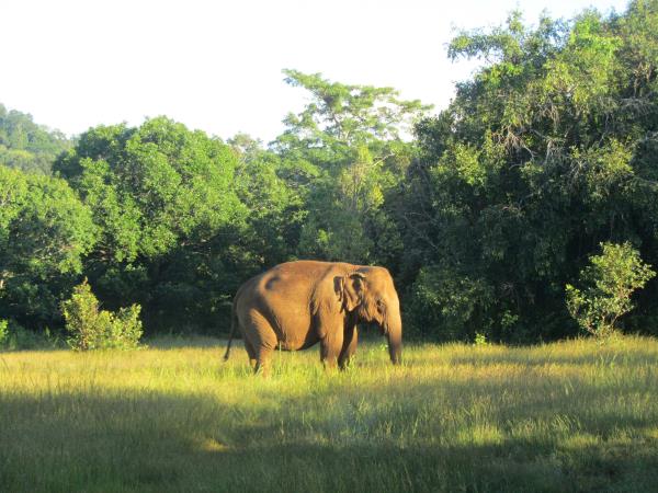 Elephant conservation holiday, Cambodia