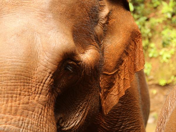 Elephant conservation holiday, Cambodia