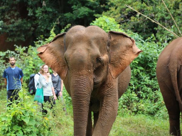Elephant conservation holiday, Cambodia
