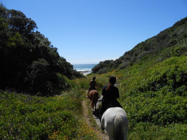 Horse rehabilitation project in South Africa