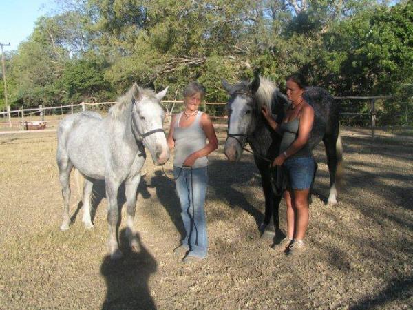 Horse rehabilitation project in South Africa