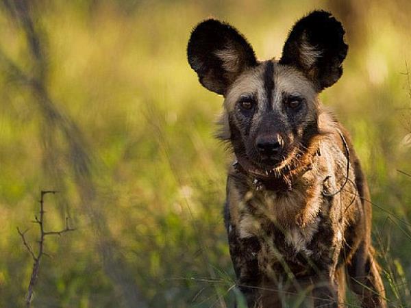 Zululand conservation project
