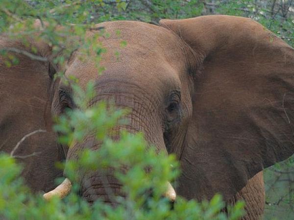 Zululand conservation project