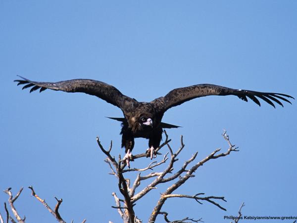 Birdwatching holiday in Greece