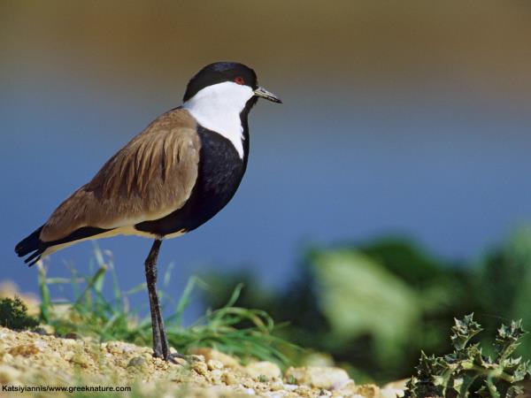 Birdwatching holiday in Greece