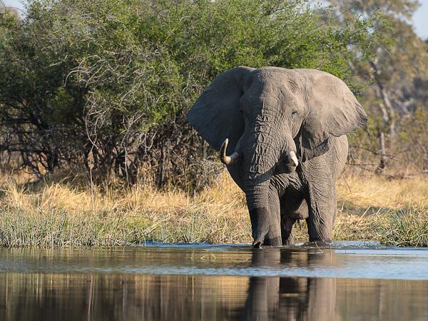 Botswana lodge & camping safari