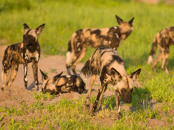 Botswana lodge & camping safari