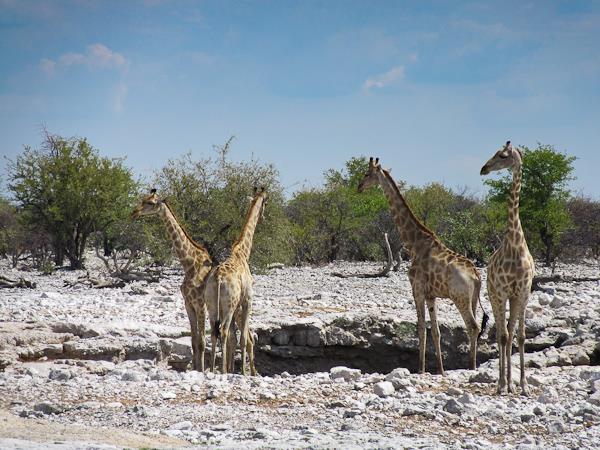Cape to Windhoek Namibia Desert tour