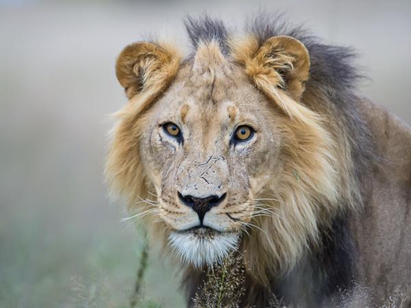 Kalahari desert expedition safari, Botswana