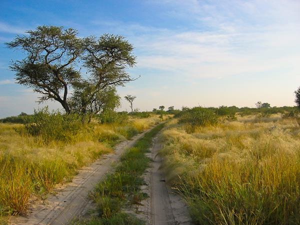Kalahari desert expedition safari, Botswana