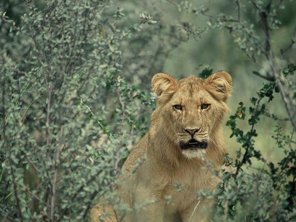 Kalahari desert expedition safari, Botswana