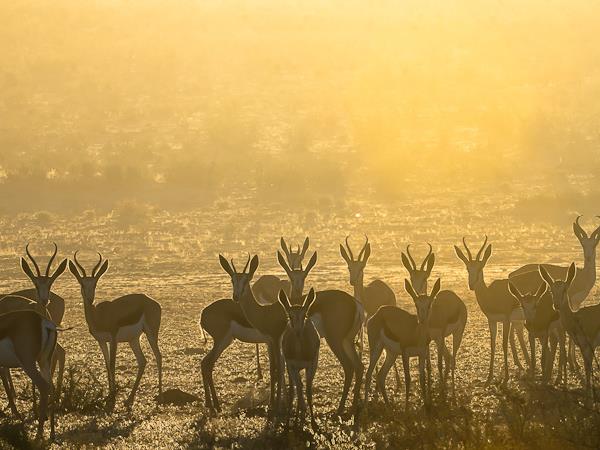 Kalahari desert expedition safari, Botswana