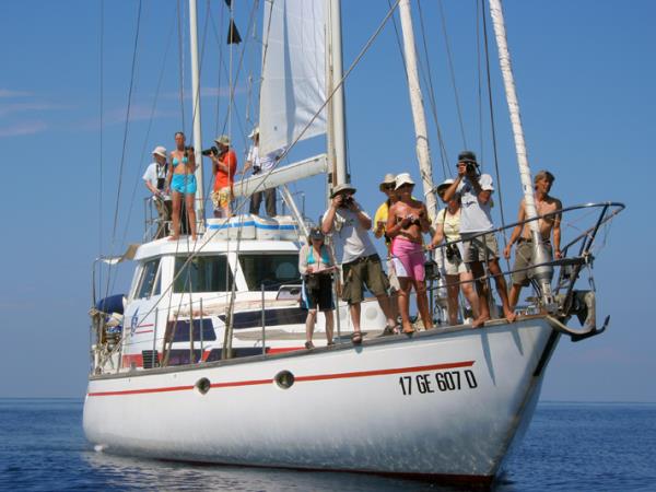 Whale & dolphin research in Ligurian Sea, Italy