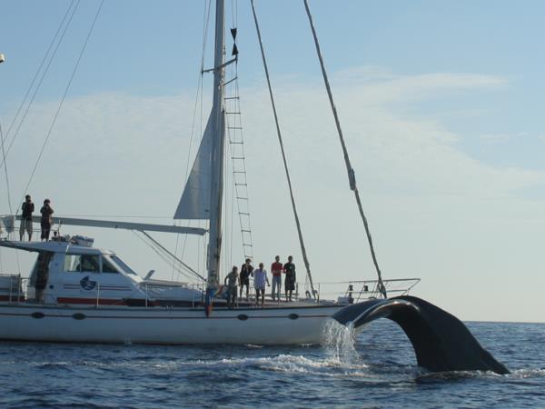 Whale & dolphin research in Ligurian Sea, Italy