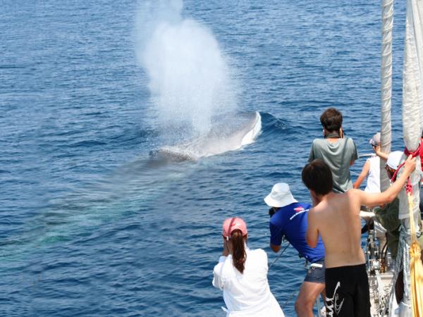Whale & dolphin research in Ligurian Sea, Italy