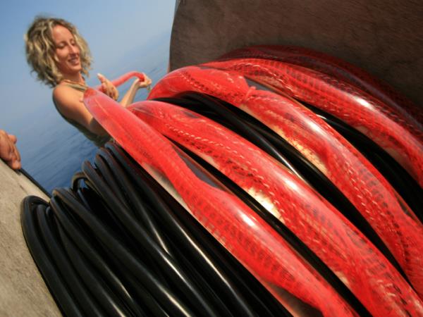 Whale & dolphin research in Ligurian Sea, Italy