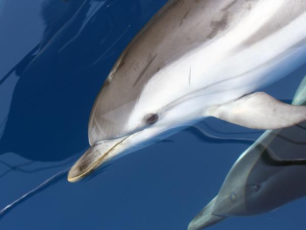 Whale & dolphin research in Ligurian Sea, Italy