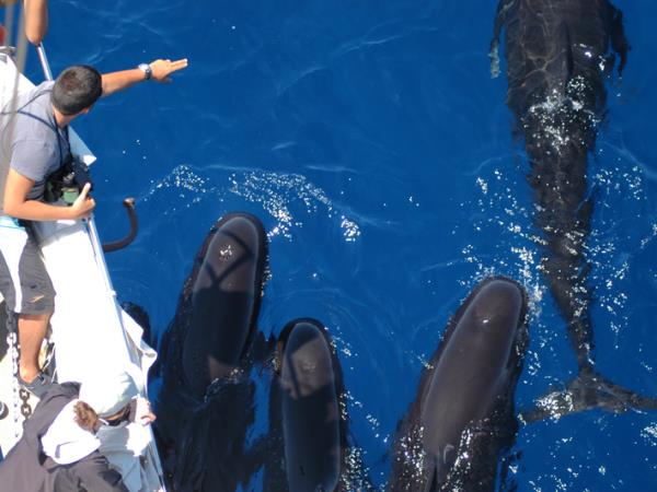 Whale & dolphin research in Ligurian Sea, Italy