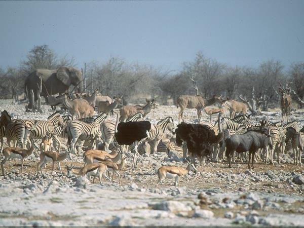 Namibia Desert & Caprivi small group lodge safari