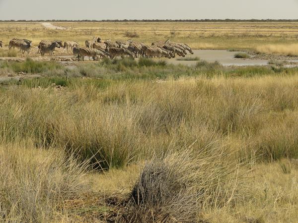 Windhoek to Victoria Falls, Namibia lodge safari