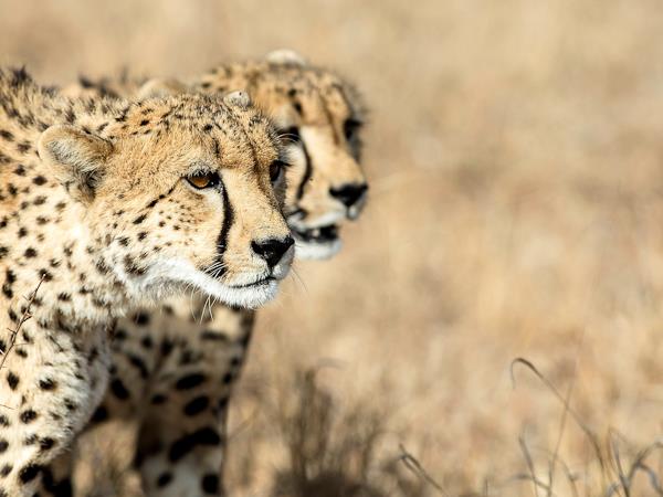 Camping safari in Southern Africa
