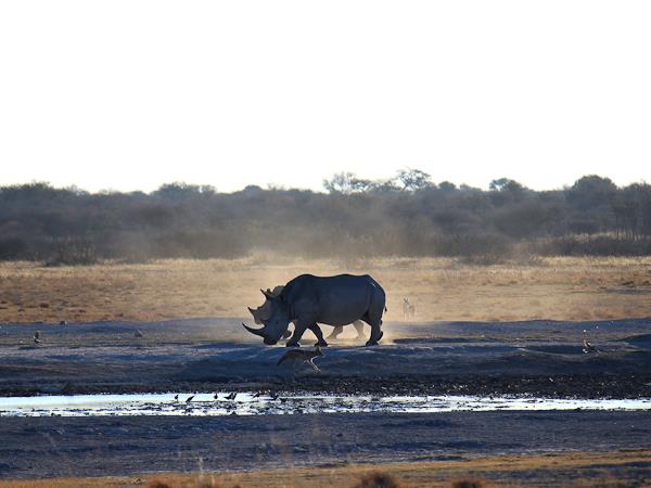 Camping safari in Southern Africa