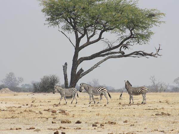 Camping safari in Southern Africa