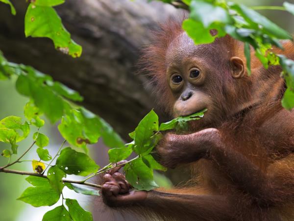 Sarawak holiday, wildlife adventure