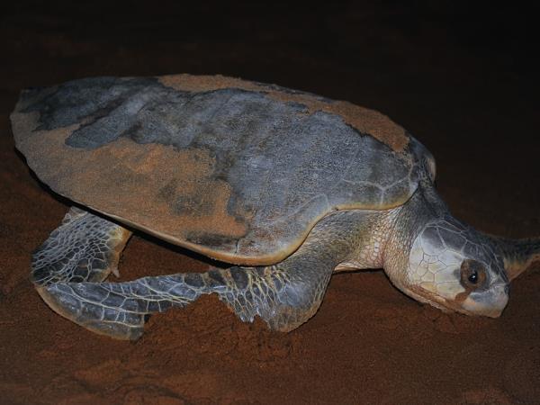Sarawak holiday, wildlife adventure