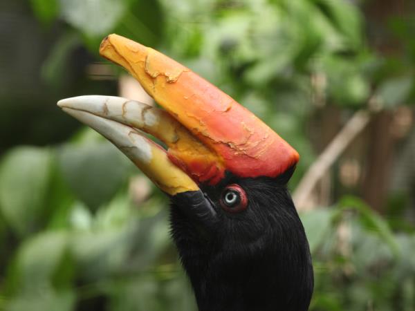 Sarawak holiday, wildlife adventure
