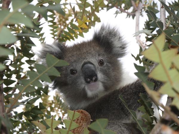 Australia adventure holiday, tailor made