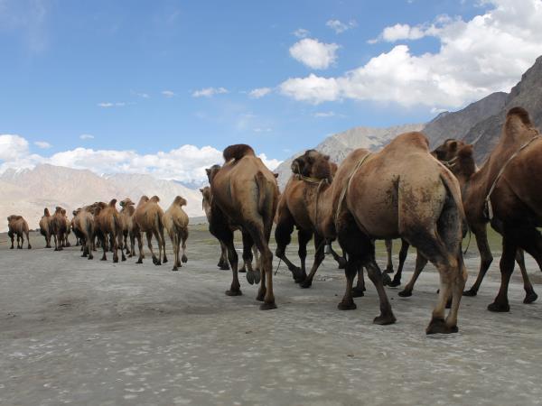 Ladakh & Kashmir holiday, India