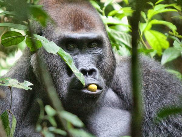 Central African Republic wildlife holiday