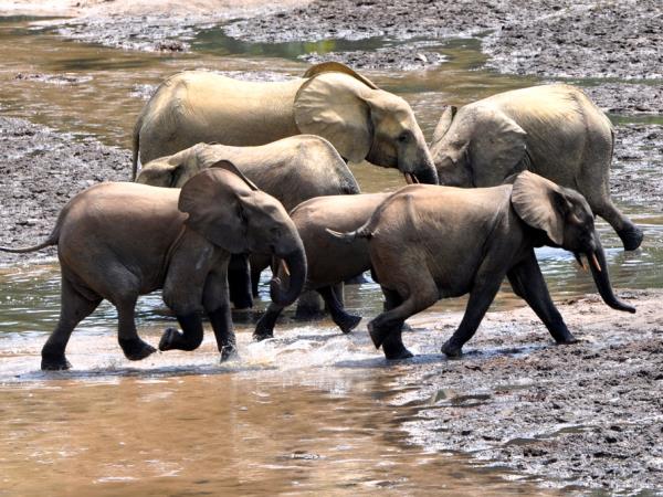 Central African Republic wildlife holiday