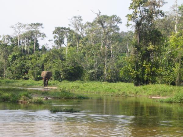Central African Republic wildlife holiday