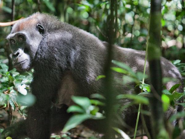 Central African Republic wildlife holiday